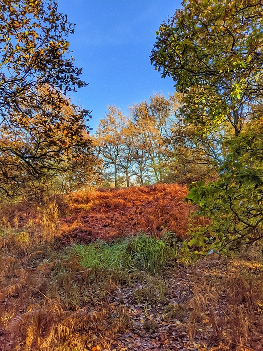 Autumns Blush Four by Abbie Shores Autumns Blush Four by Abbie Shores